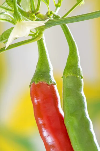 Red and green chili at a plant — Stock Photo, Image