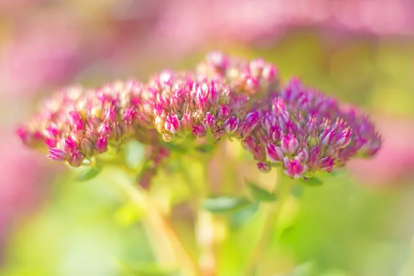 Sedum. — Foto de Stock