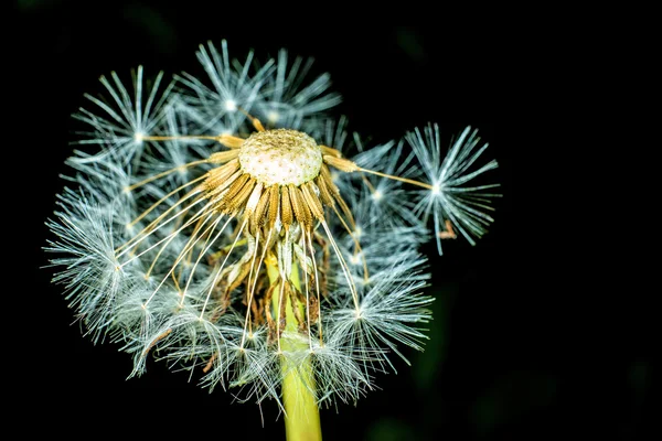 Karahindiba tohumları — Stok fotoğraf