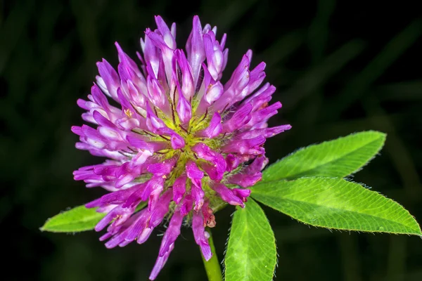 Red clover, medicinal plant,Trifolium pratense — Stock Photo, Image