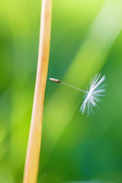 飛行の種子 — ストック写真