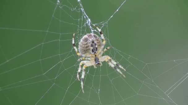 Garden spider — Stock Video