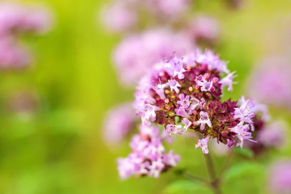 Oregano, wilder Majoran — Stockfoto