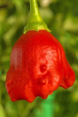 Chili Piskopos tacı