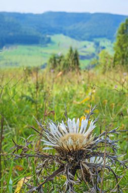 Carline thistle swabian alb üzerinde