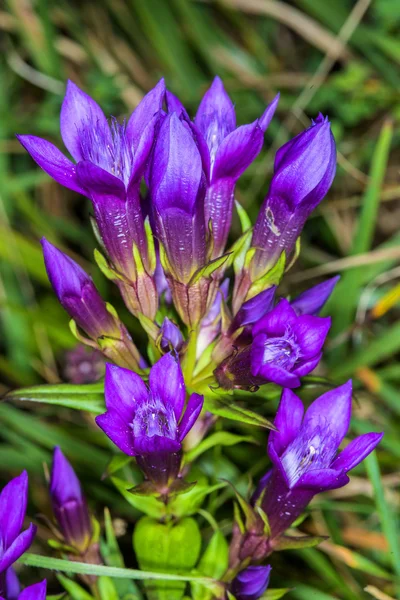 Genziana cilena, Gentianella germanica — Foto Stock