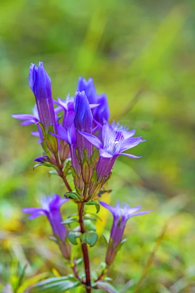 Chilenischer Enzian, Entianella germanica — Stockfoto