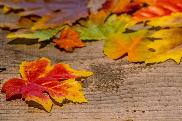 Herbstlich bemalte Blätter in der Abendsonne — Stockfoto