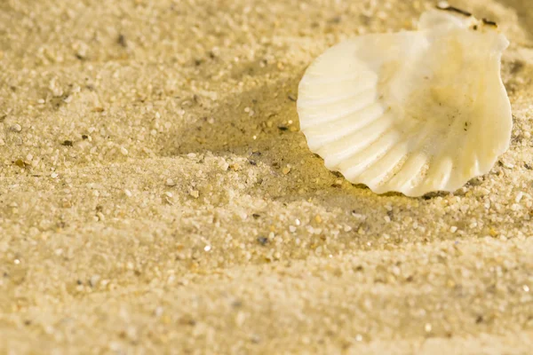 Concha en una playa — Foto de Stock