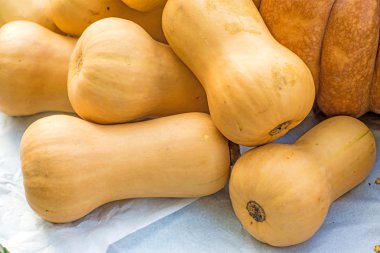 butternut squash