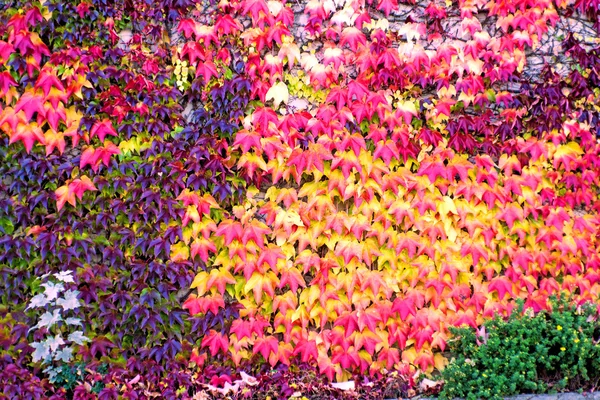 Herbstlich bemalte Blätter — Stockfoto