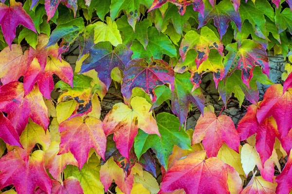 Höstlig målade blad — Stockfoto