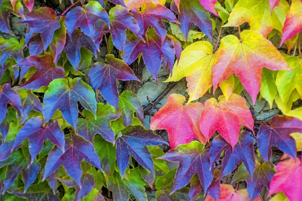 Jesienny liść malowane — Zdjęcie stockowe