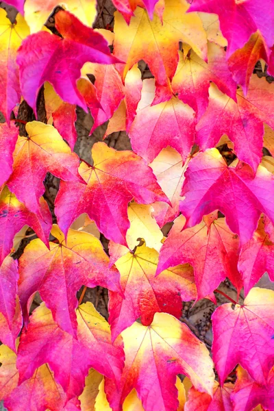 Höstlig målade blad — Stockfoto