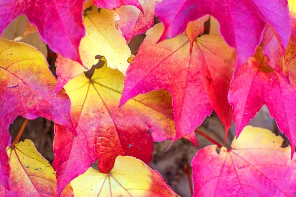 Podzimní listí maloval — Stock fotografie