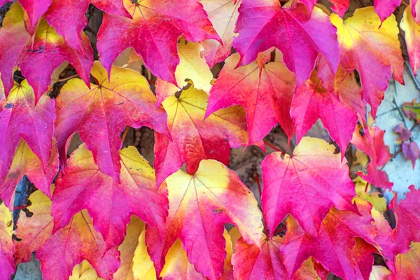 Herbstlich bemalte Blätter — Stockfoto