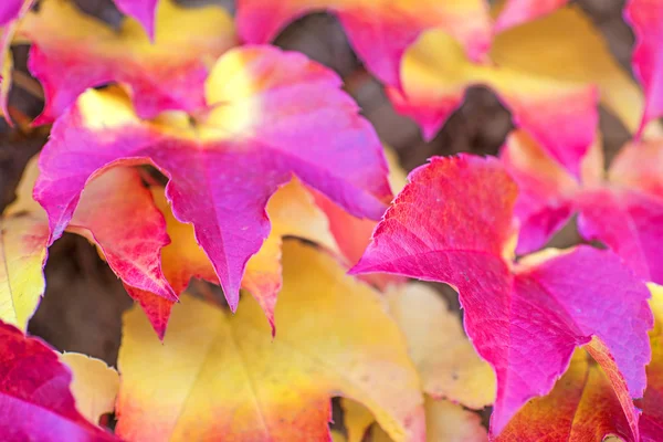 Höstlig målade blad — Stockfoto