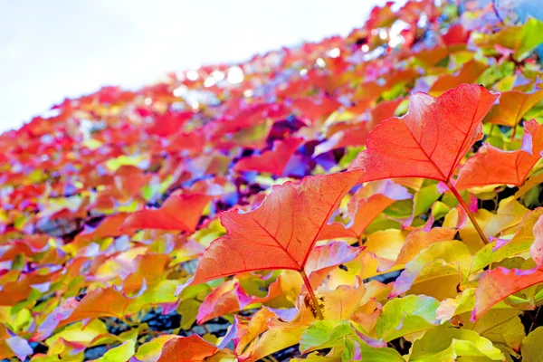 Daun yang dicat musim gugur — Stok Foto