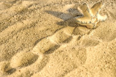 Zeester op een strand