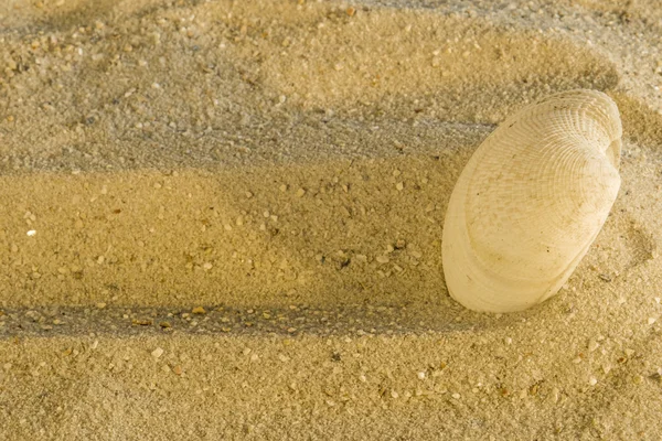 Shell op een strand — Stockfoto