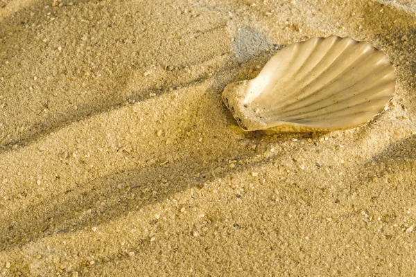 Scallop at a beach — Stock Photo, Image