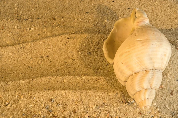 Snail at a beach — Stock Photo, Image