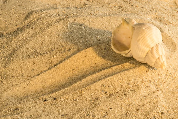 Snail at a beach — Stock Photo, Image