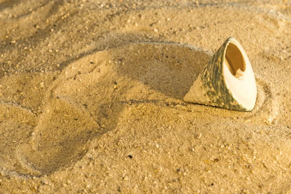 Snail at a beach — Stock Photo, Image