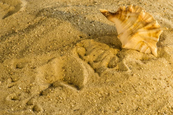 Равлик на пляжі — стокове фото