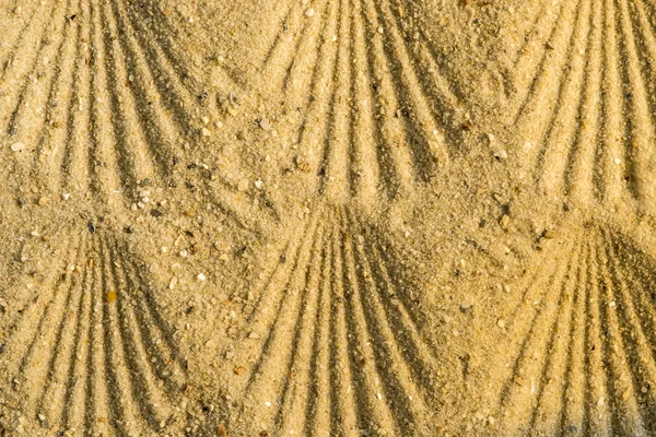 Jakobsvrucht op een strand — Stockfoto