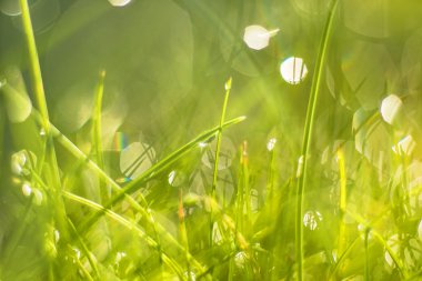 Çiy damlalı çimenler