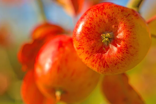 Яблоко в теплом вечернем солнце — стоковое фото