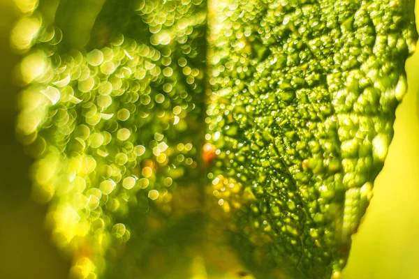 Blatt mit Tautropfen — Stockfoto