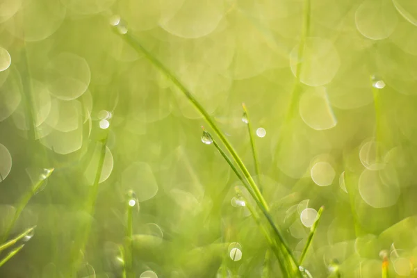 Grass with dew drops — Stock Photo, Image