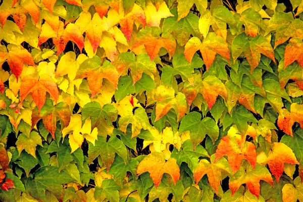 Autumnal painted leaves — Stock Photo, Image
