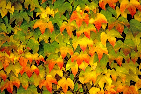 Herbstlich bemalte Blätter — Stockfoto