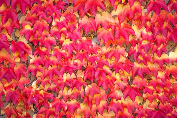 彩绘的红叶 — 图库照片