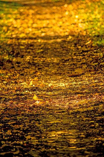 Автентичне пофарбоване листя у вечірнє сонце на шляху — стокове фото