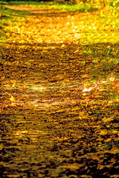 Podzimní malované listy v večerní slunce na cestě — Stock fotografie