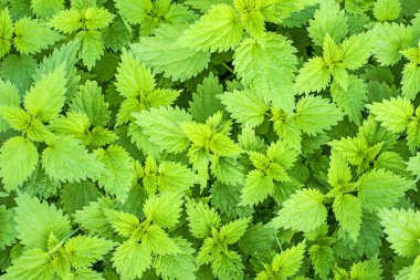 Stinging nettle, Urtica dioica clipart