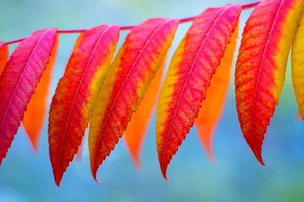 Ясень с осенними окрашенными листьями — стоковое фото