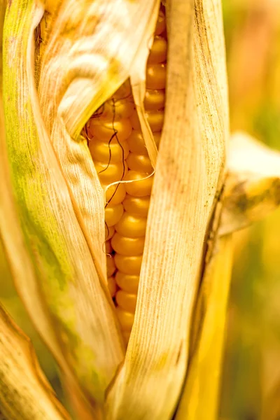 Ripe corn with peel — Stock Photo, Image