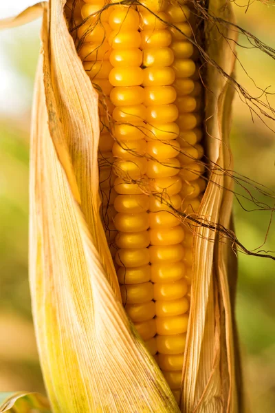 Ripe corn with peel — Stock Photo, Image