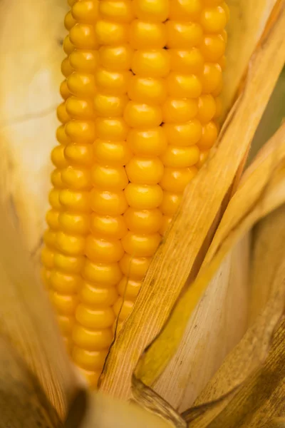 Ripe corn with peel — Stock Photo, Image