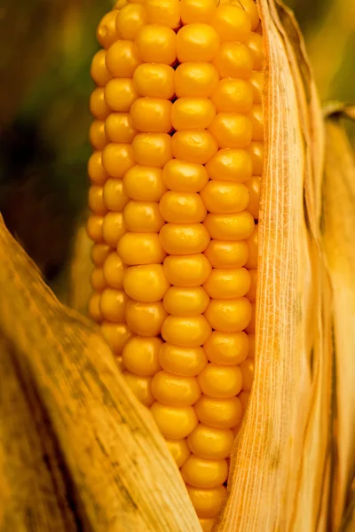 Ripe corn with peel — Stock Photo, Image