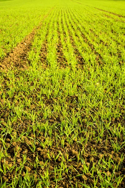 Winter wheat — Stock Photo, Image