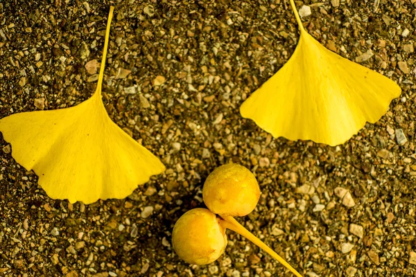 Hojas y frutas de Ginkgo en color otoñal —  Fotos de Stock