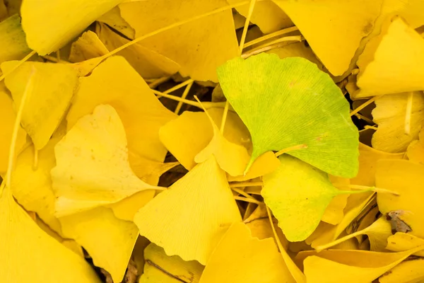 Folhas de ginkgo na cor outonal — Fotografia de Stock