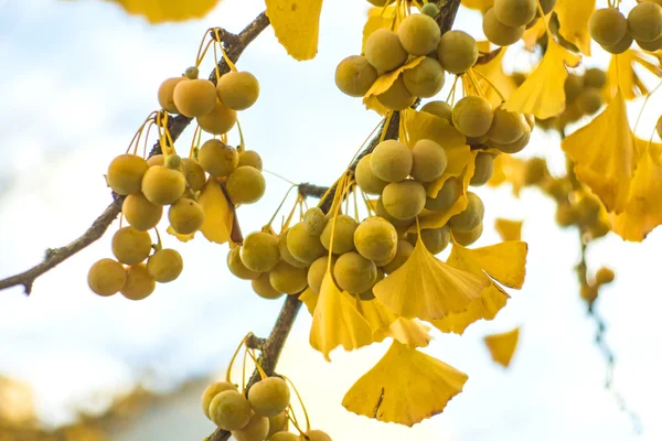 Ginkgo listy a plody v podzimní barvy — Stock fotografie