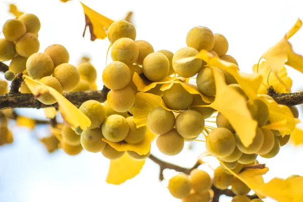 Hojas y frutas de Ginkgo en color otoñal — Foto de Stock